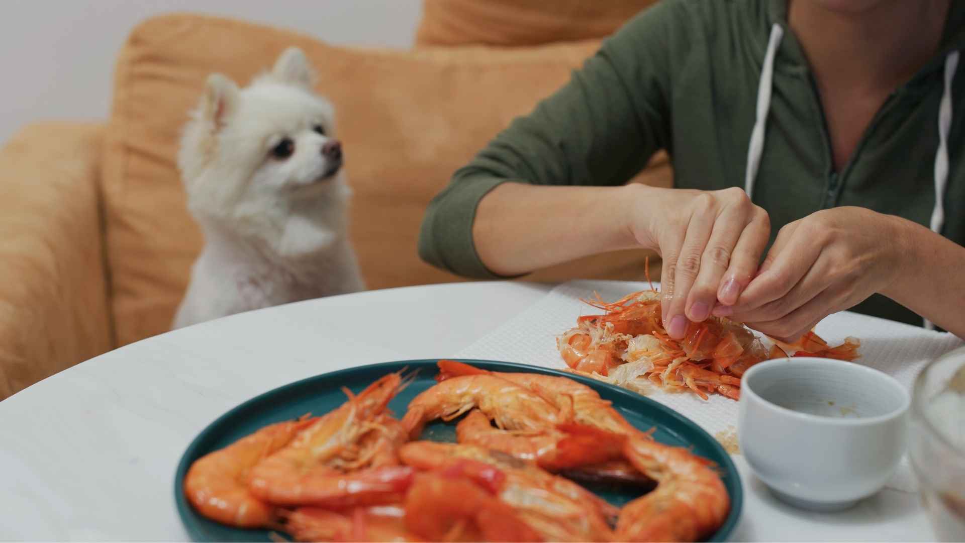 Perro mirando el plato con gambas